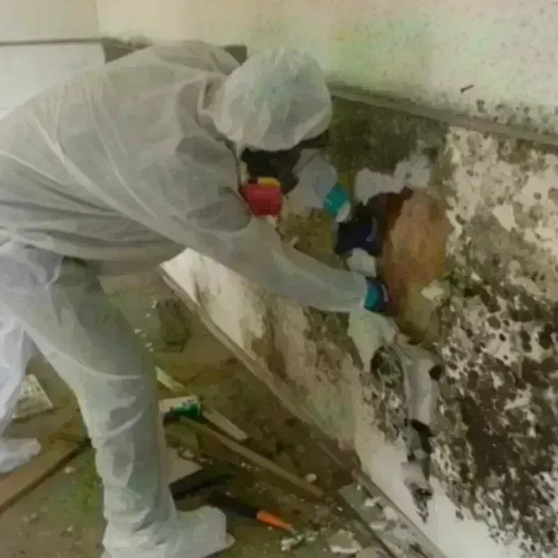 Mold Remediation and Removal in De Soto, IL